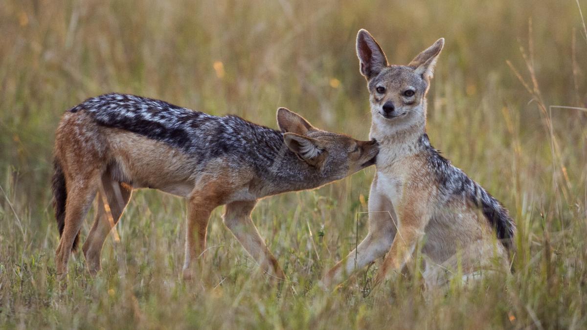 ne temem pentru copiii nostri locuitorii unui cartier din arad terorizati de sacali animalele salbatice isi fac aparitia si ziua
