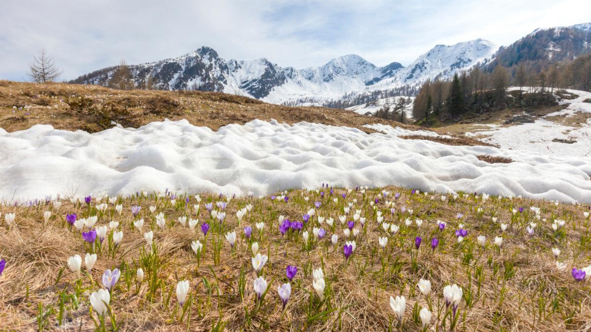 zapada primavara munte flori viorele