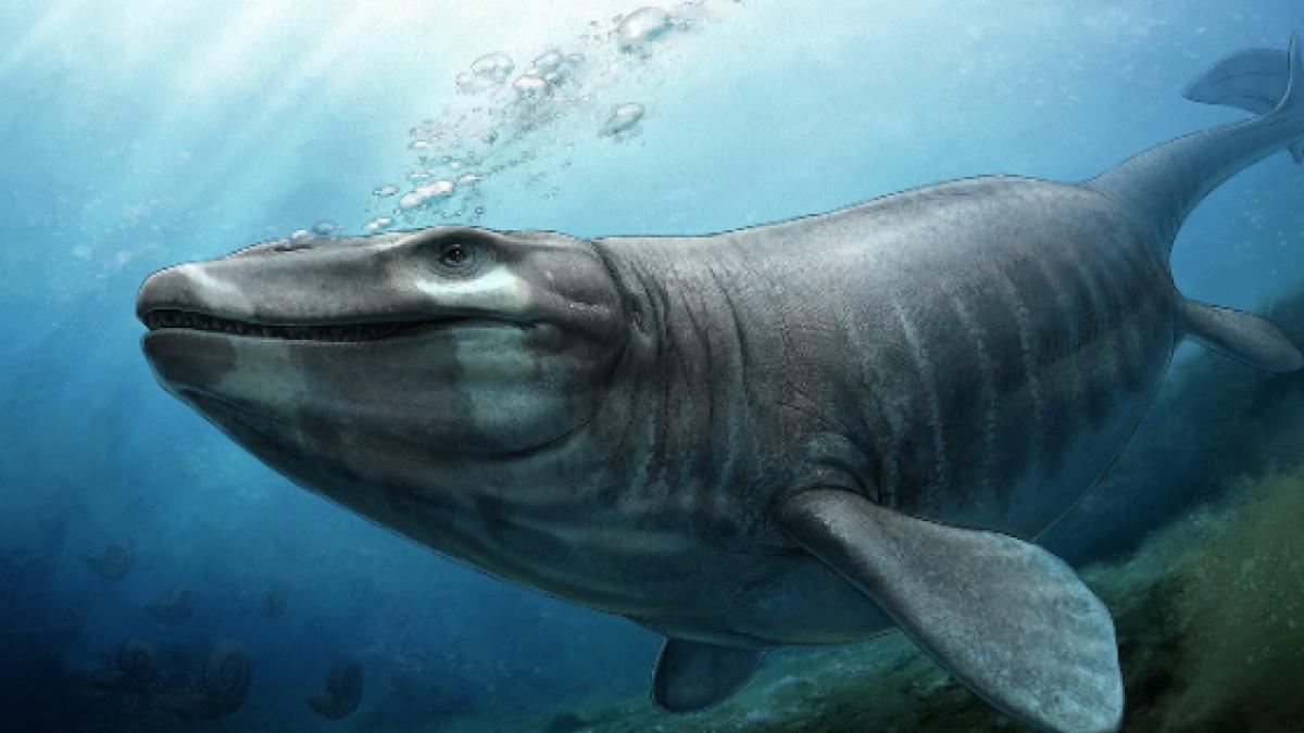 Prognathodon cipactli