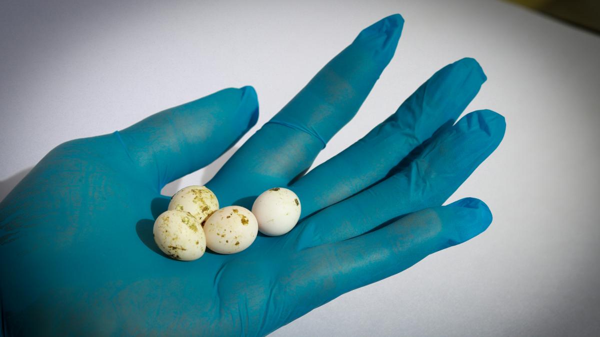 poza in care apar patru oua care ar fi de papagal