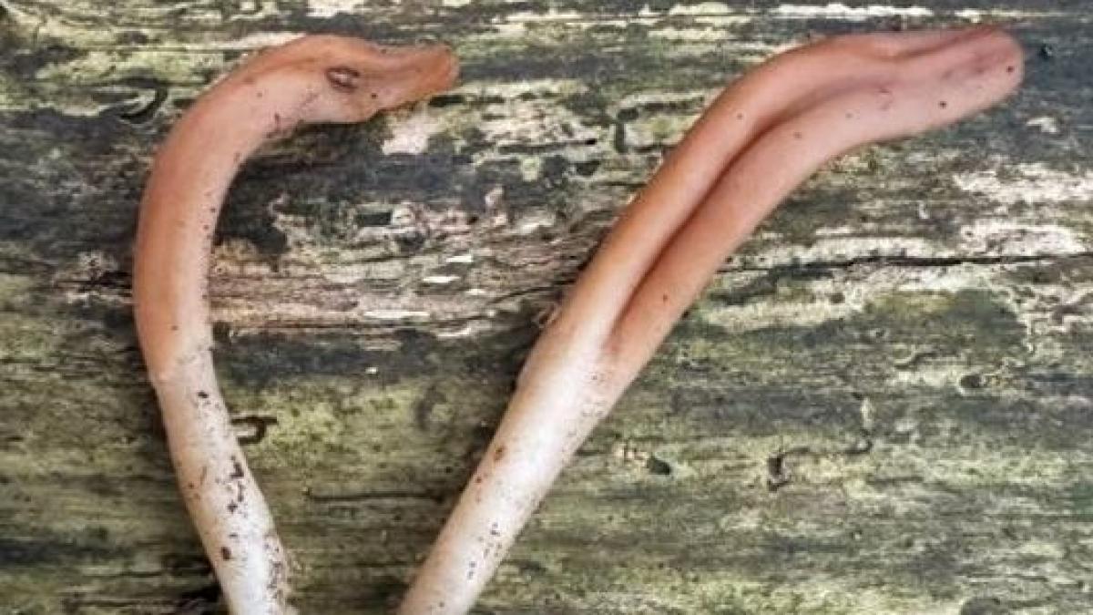 o ciuperca rara in forma de limba a fost gasita pentru a doua oara in europa indiciu uimitor despre padurile pe cale de disparitie