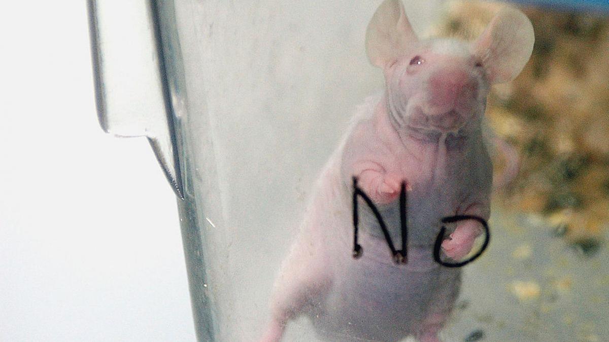 soarece de laborator in vas transparent pe care scrie NO