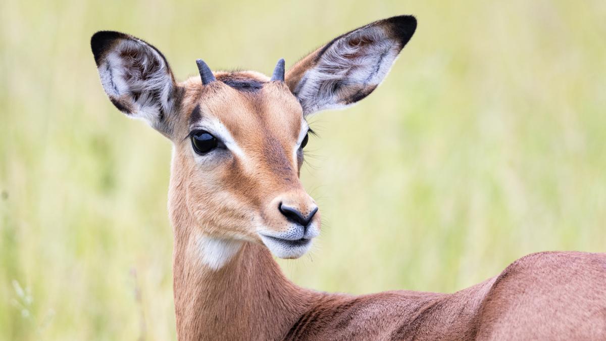 antilopă cu gat rosu