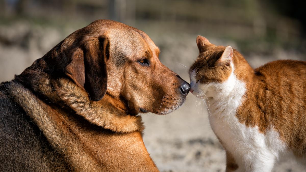 in italia cainii si pisicile pot dona sange pentru a salva alte animale