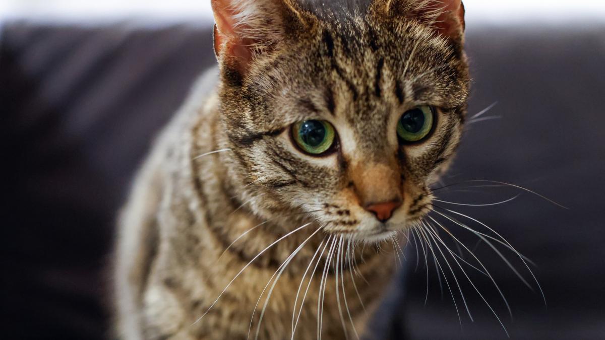 ministerul mediului a adoptat o pisica cu o poveste impresionanta buzoianu schimbarea este posibila atunci cand cineva se implica