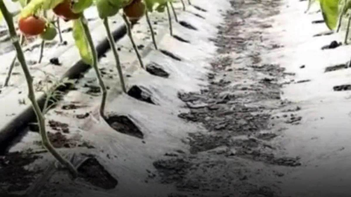 rosii romanesti de patru ori mai scumpe decat cele din import care e motivul