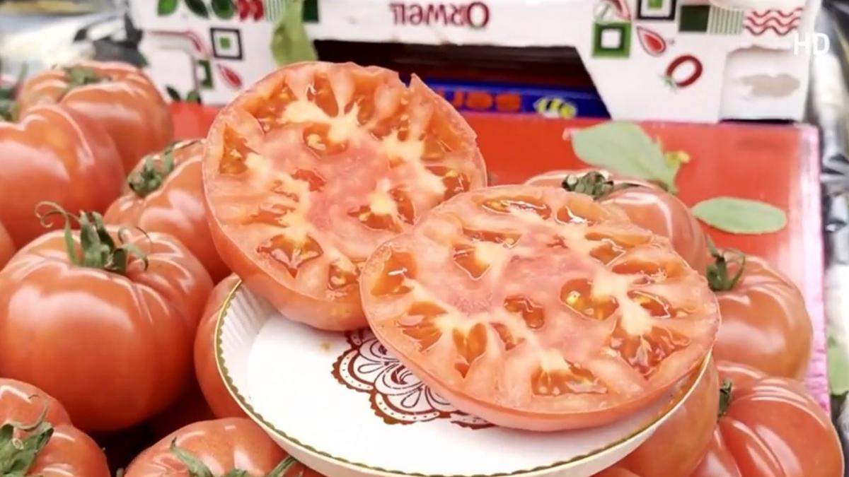 poza in care apar rosii romanesti