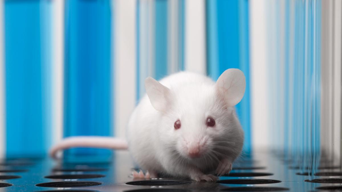 oamenii de stiinta au vindecat diabetul de tip 1 la soareci fara imunosupresoare cum au reusit