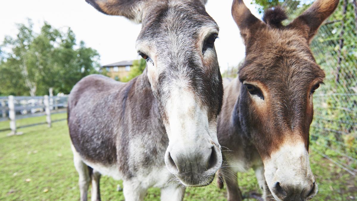 magar GettyImages-1174197142