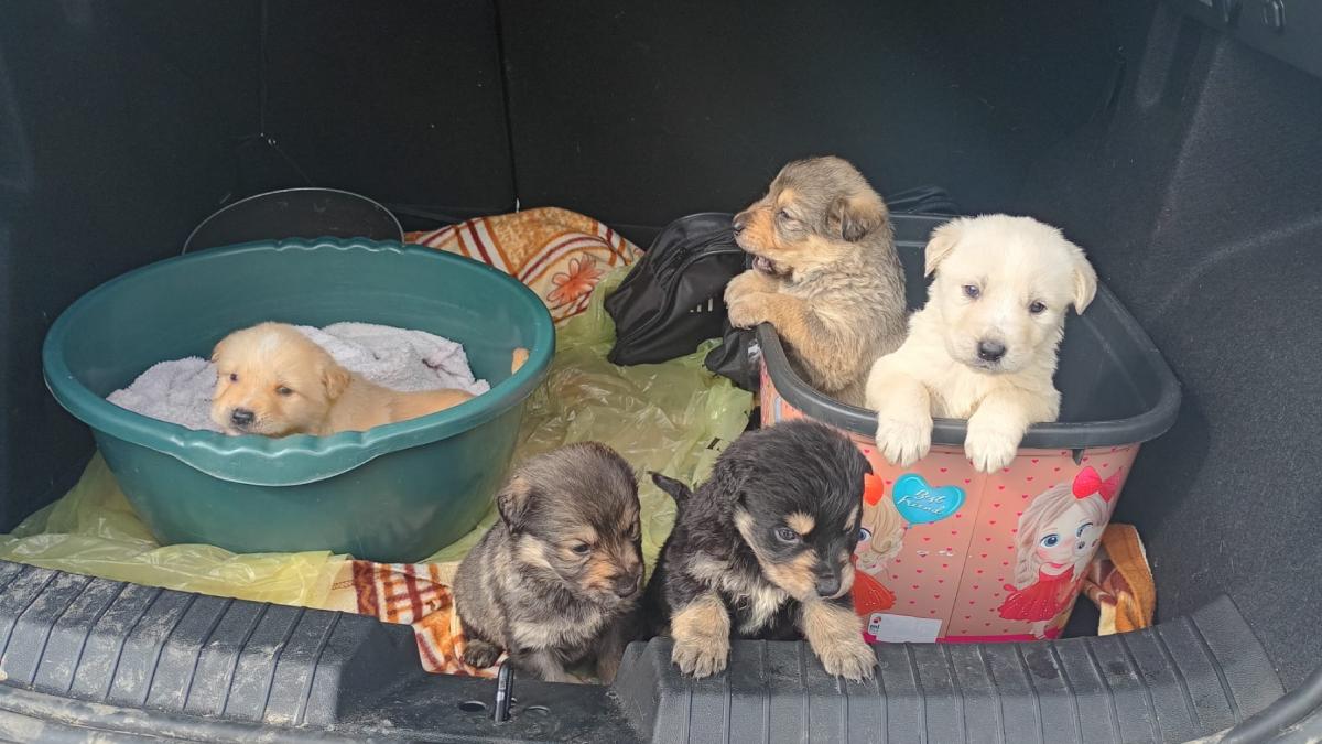 elevii unui liceu din zalau au salvat cinci catelusi abandonati iar profesorii lor i au adoptat albusa a ajuns la proful de sport