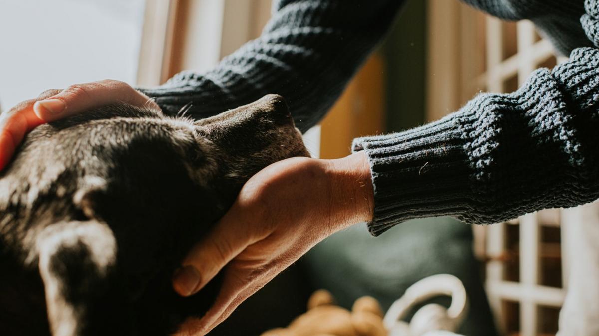 a cheltuit 40 000 de dolari pentru a si ingheta cainele bolnav de cancer si a l reinvia ulterior