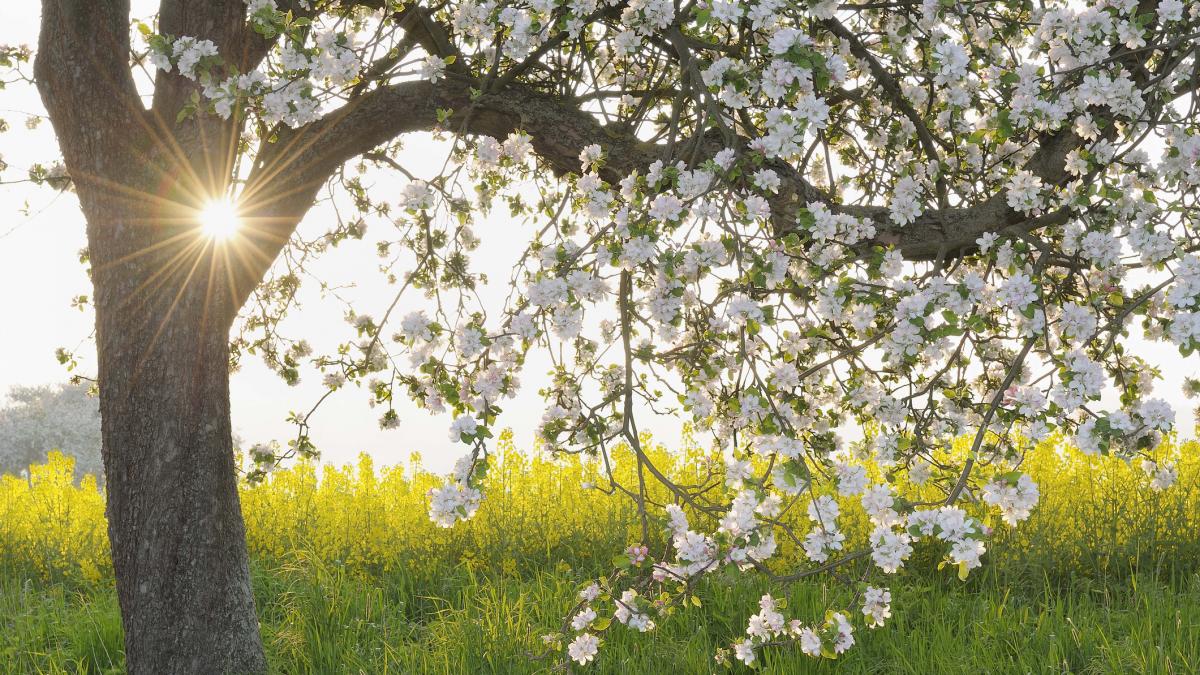 cum va fi vremea de florii in bucuresti si in tara