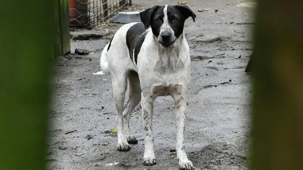 sondaj de ziua mondiala a animalelor fara stapan spune ne cum vezi situatia din romania si ce masuri crezi ca ar trebui luate