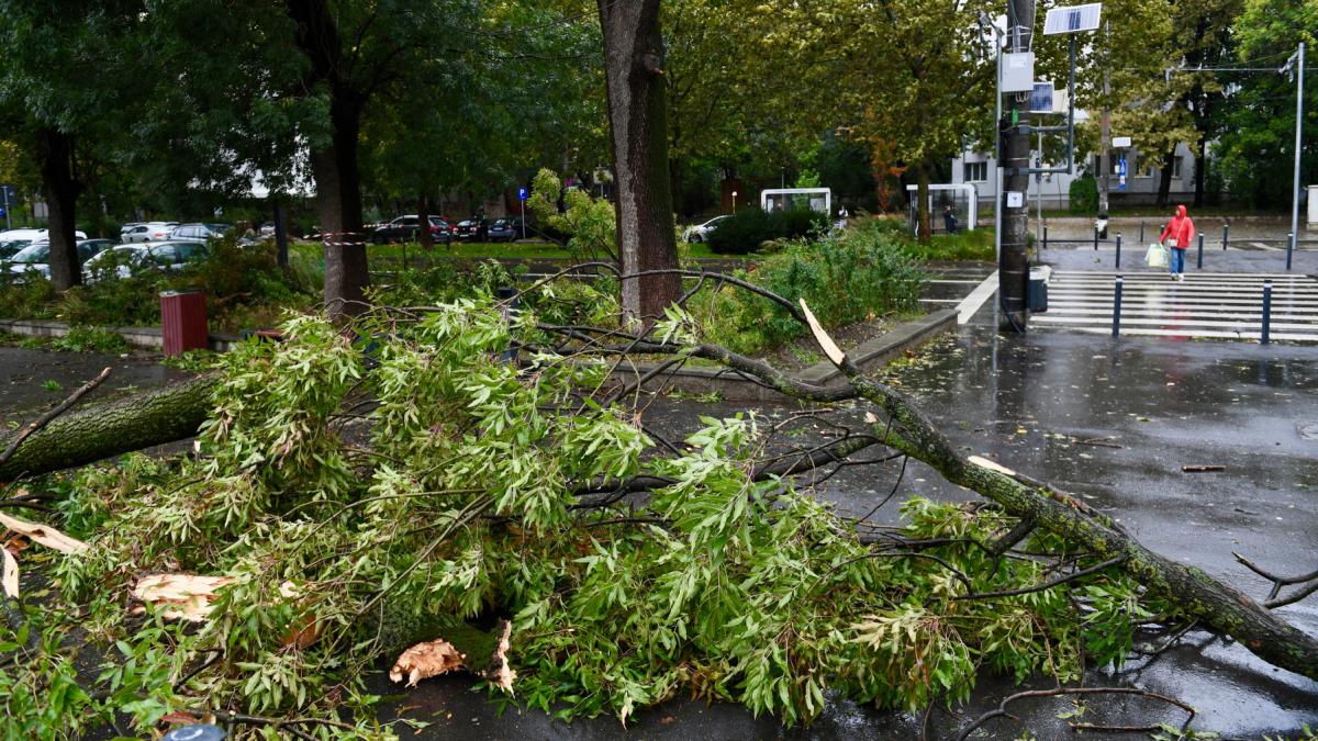 crengi copaci rupte vant puternic