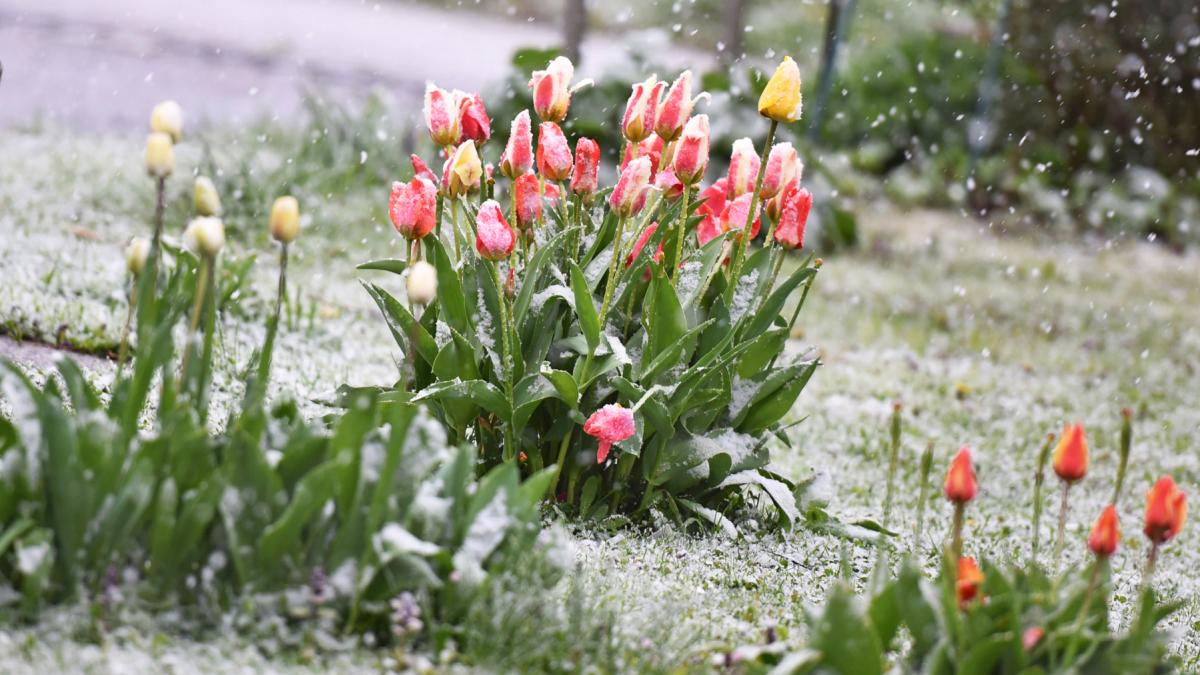 alerte meteo in aproape toata tara in saptamana mare va ninge iar in unele zone se depune zapada harti cu zonele sub cod galben