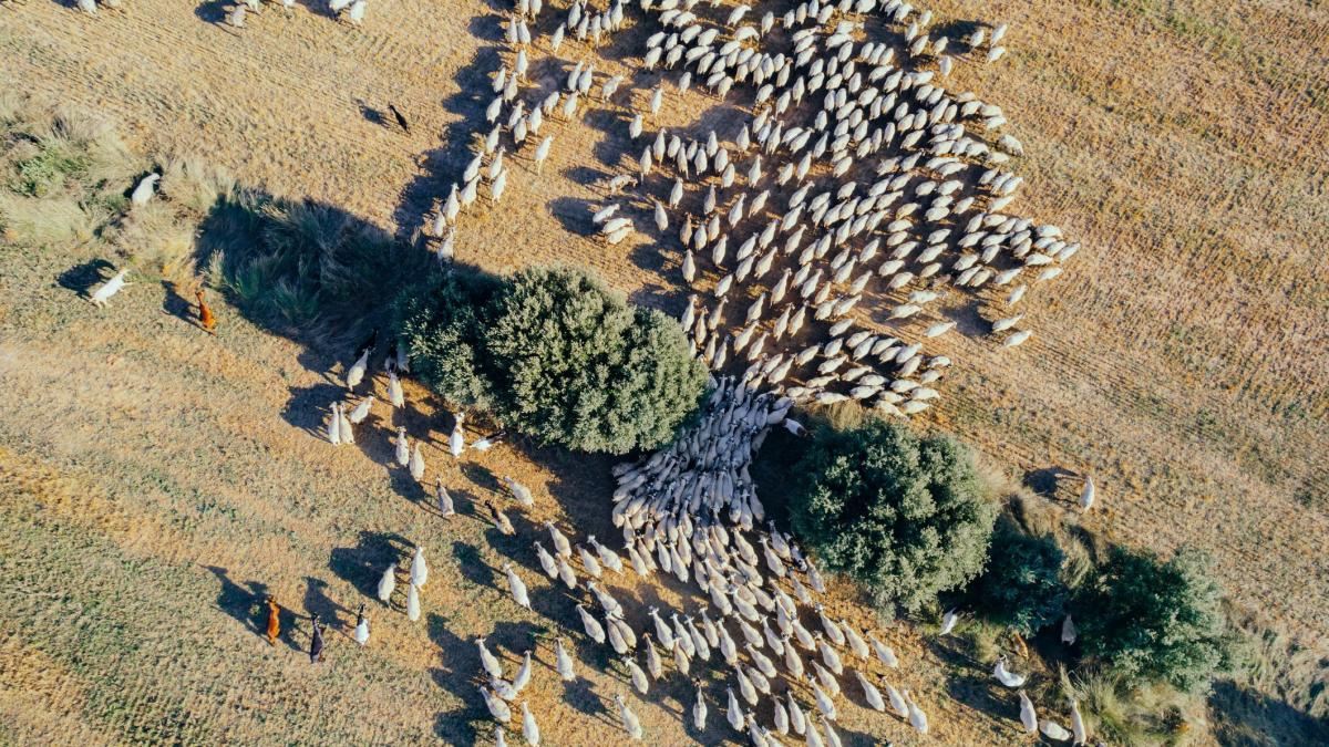 turma de oi vazuta de sus