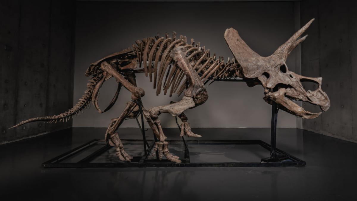 scheleltul unui triceratops vechi de 66 de milioane de ani s a vandut la licitatie cu 5 55 milioane de dolari