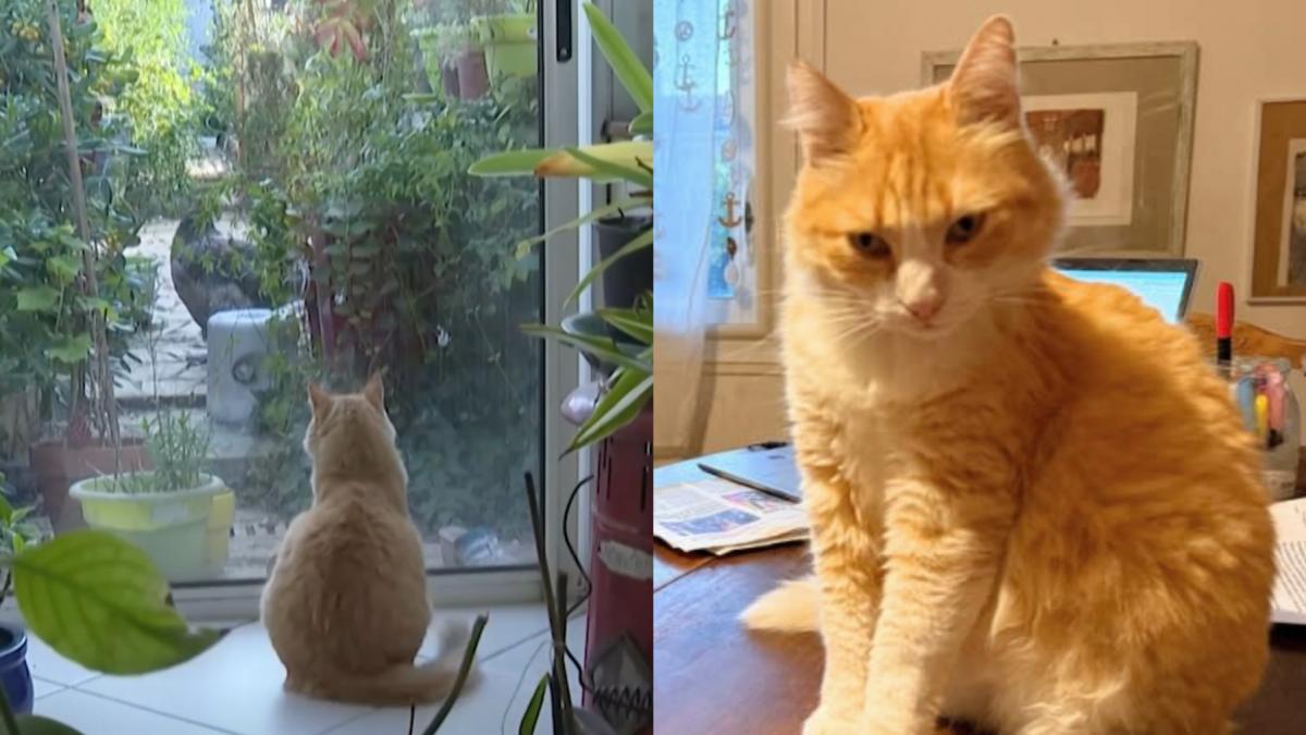 motan remi pisica condamnata arest domiciliu franta vecin deranjat plimbari