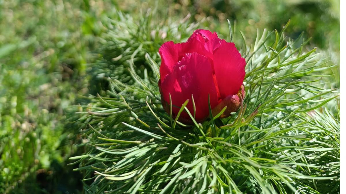 a inflorit primul bujor de stepa din 2026 in rezervatia de la zau de campie unica in europa cand se deschide sezonul de vizitare