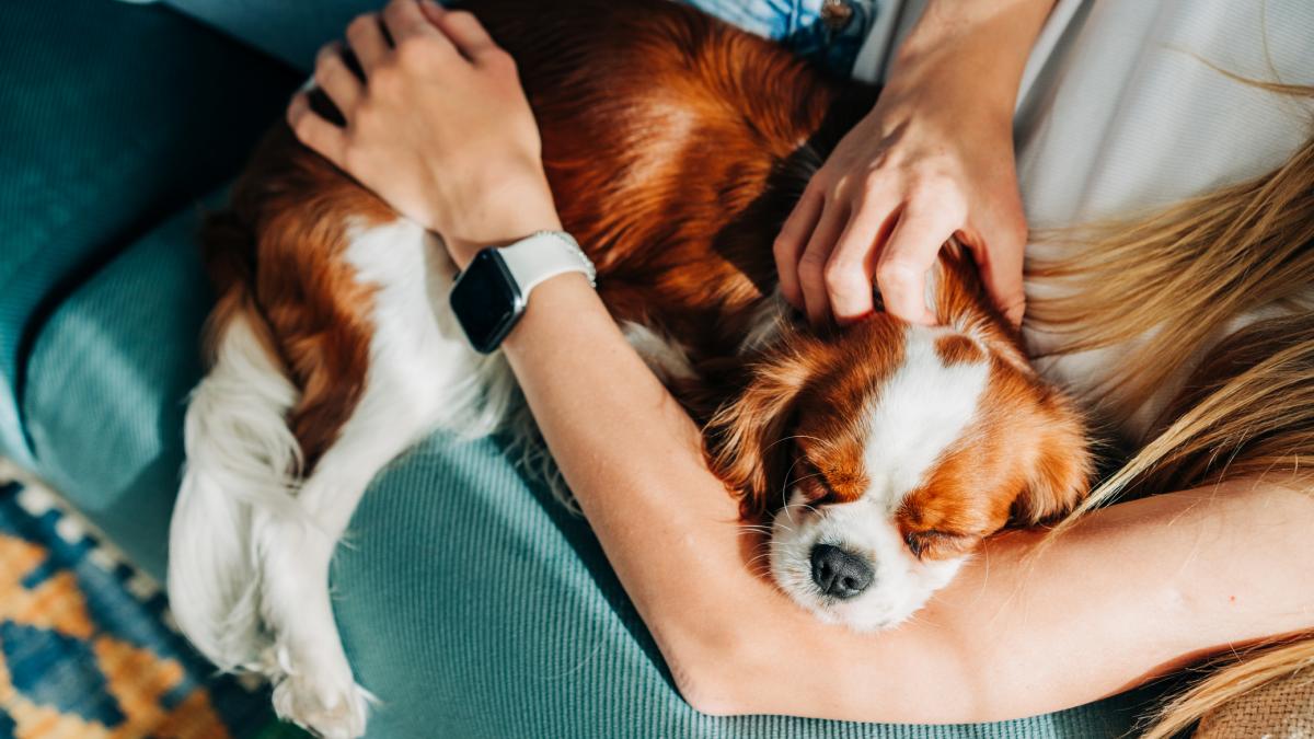 in brazilia cuplurile separate vor primi custodia comuna a animalelor