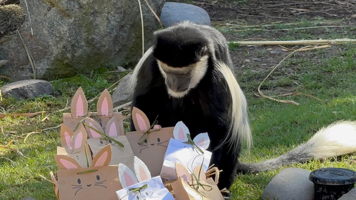 animale la zoo in chile