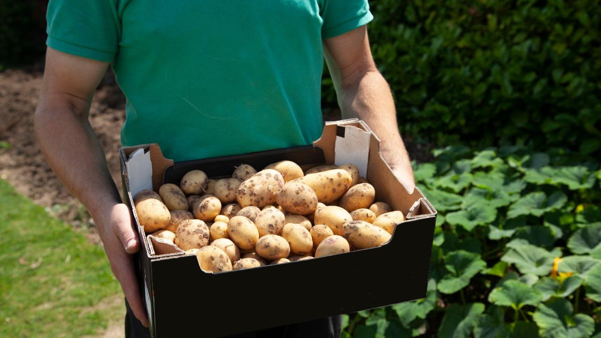 vine criza alimentara in romania avertismentul expertilor e nevoie de actiuni urgente ale guvernului pentru sprijinirea agriculturii