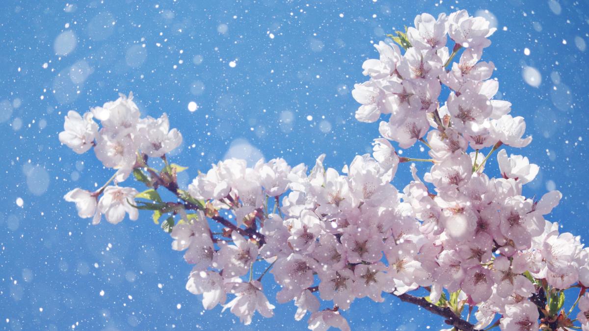 weekend ul de paste incepe cu frig ninsori si vijelii anm a emis cod portocaliu si galben de viscol harta zonelor sub alerta meteo