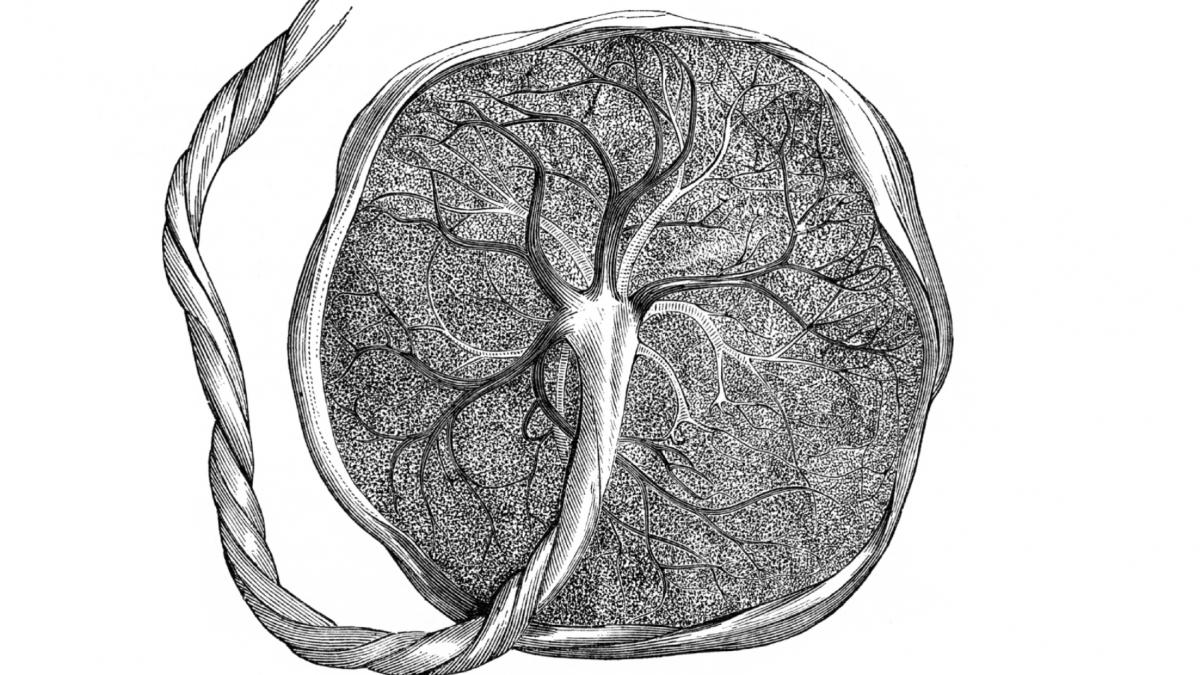 ilustratie gravura placenta umana sarcina