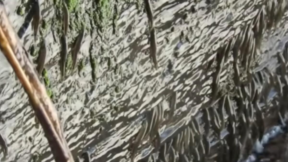 mii de pesti au sfidat gravitatia si au escaladat o cascada inalta de 15 metri