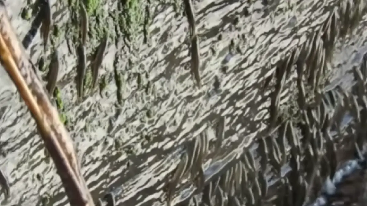 mii de pesti au sfidat gravitatia si au escaladat o cascada inalta de 15 metri