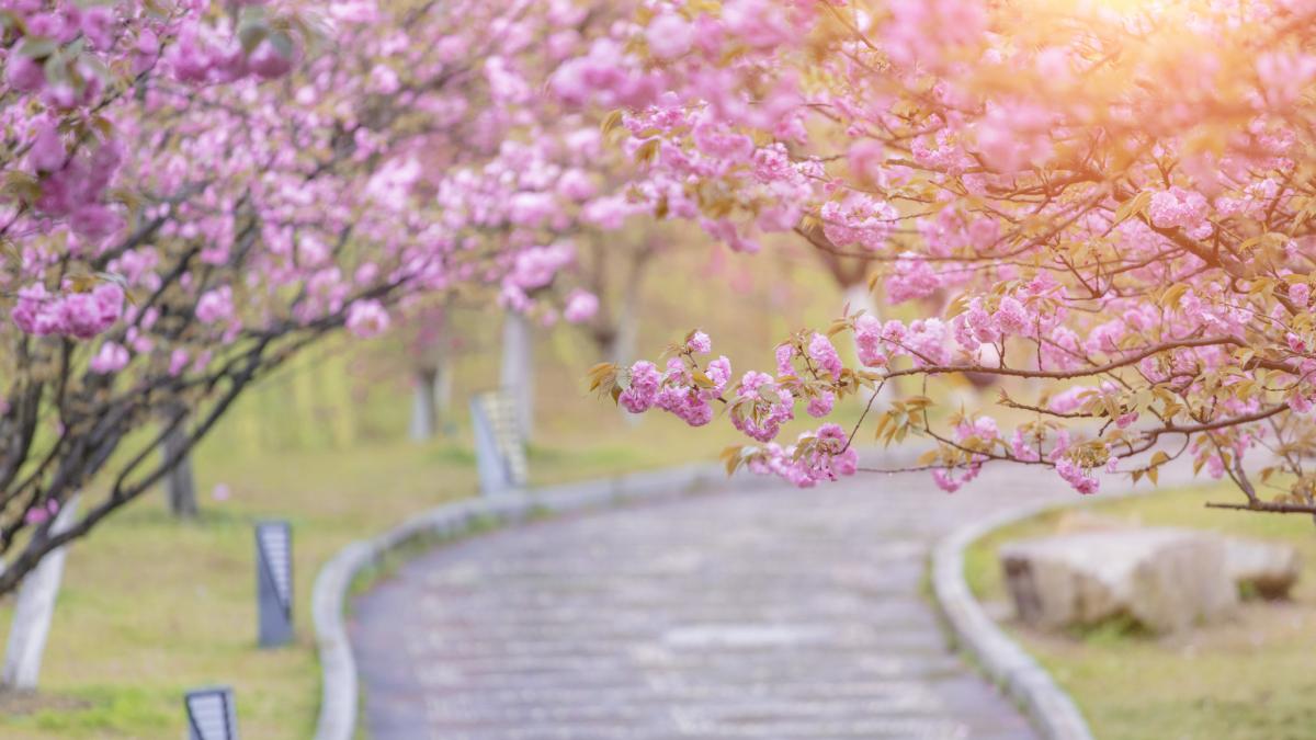 vor fi minus 5 grade in noaptea de inviere in unele zone noi date de la anm despre cum va fi vremea de paste