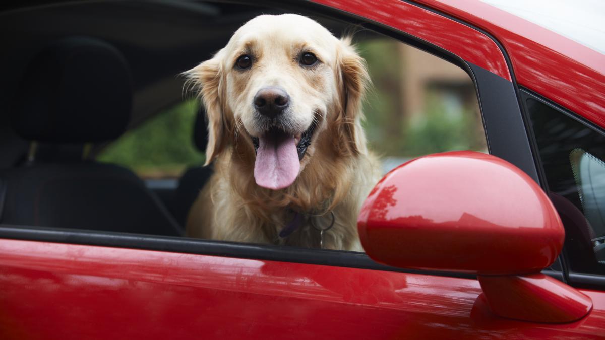 cum trebuie transportate animalele de companie in masina multi nu stiu iar amenda poate ajunge la 4 000 de lei