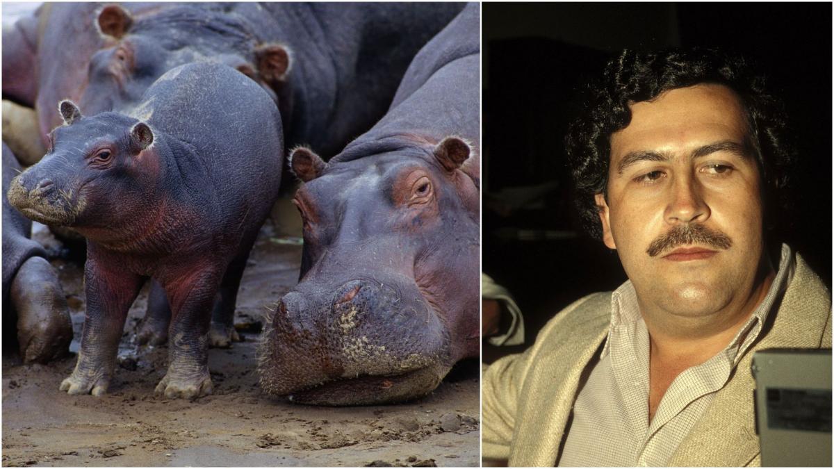 hipopotamii lui escobar din columbia au facut atat de multi pui incat autoritatile nu mai stiu ce sa faca cu ei si au decis sa i vaneze
