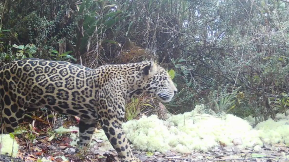 jaguarul norilor a fost vazut penru prima data dupa zece ani in honduras la peste 2 000 de metri inaltime