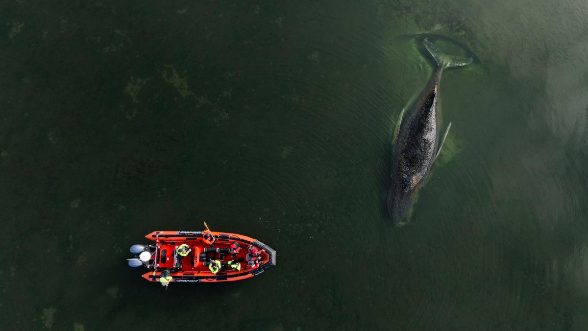 doi milionari finanteaza ultima tentativa de a salva o balena cu cocoasa blocata in germania