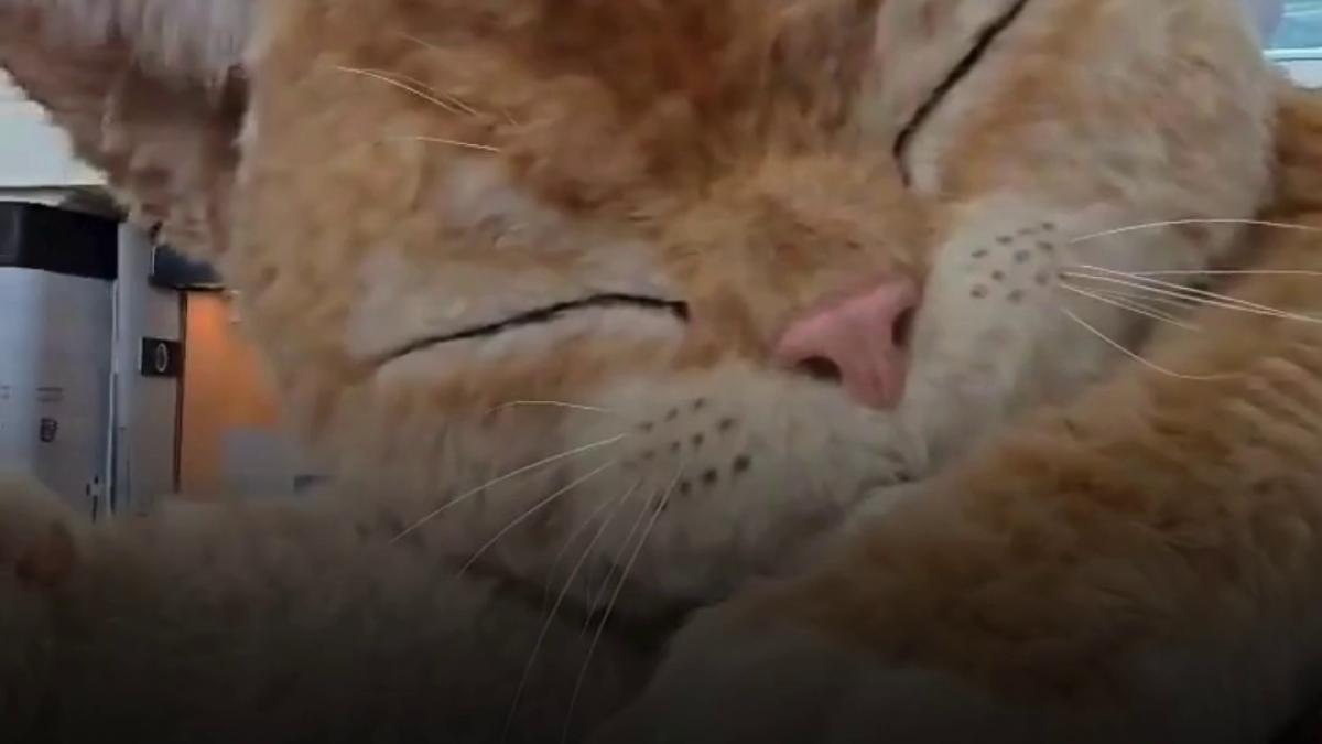 o pisica uriasa doarme in aeroportul din hong kong are 8 metri lungime isi misca coada si toarce iar calatorii sunt cuceriti de ea