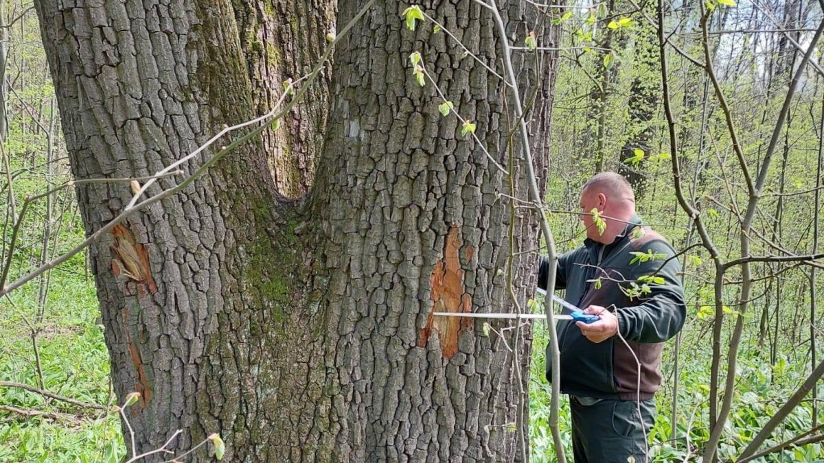 buzoianu spune ca arbori seculari din jurul iasiului au fost salvati de la taiere vor fi lasati pentru biodiversitate