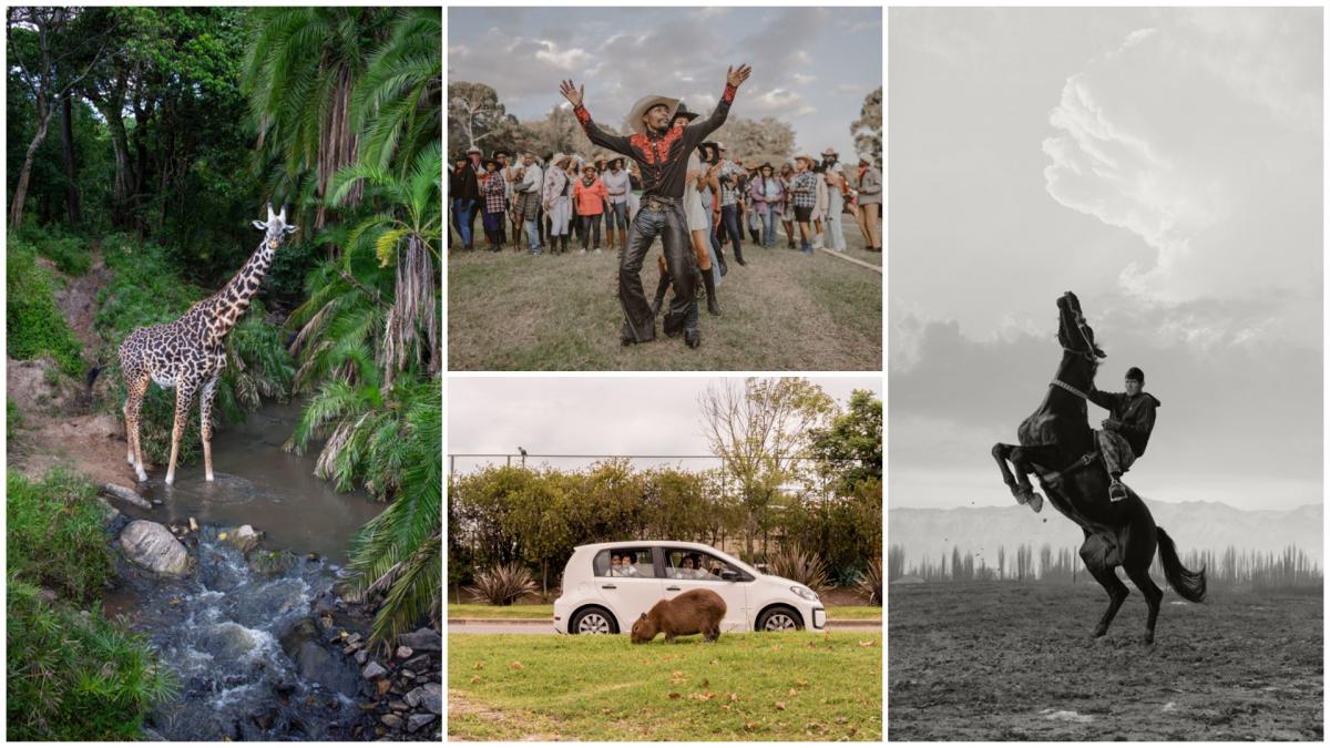 cele mai spectaculoase imagini de la premiile sony world photography awards 2026 oameni animale povesti si peisaje ametitoare