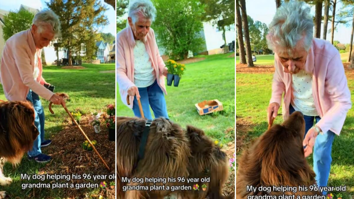 Barbara Collins si cainele ei, Chewy