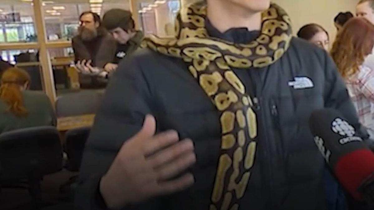 o universitate din canada foloseste terapia cu serpi pentru reducerea stresului studentilor in sesiune