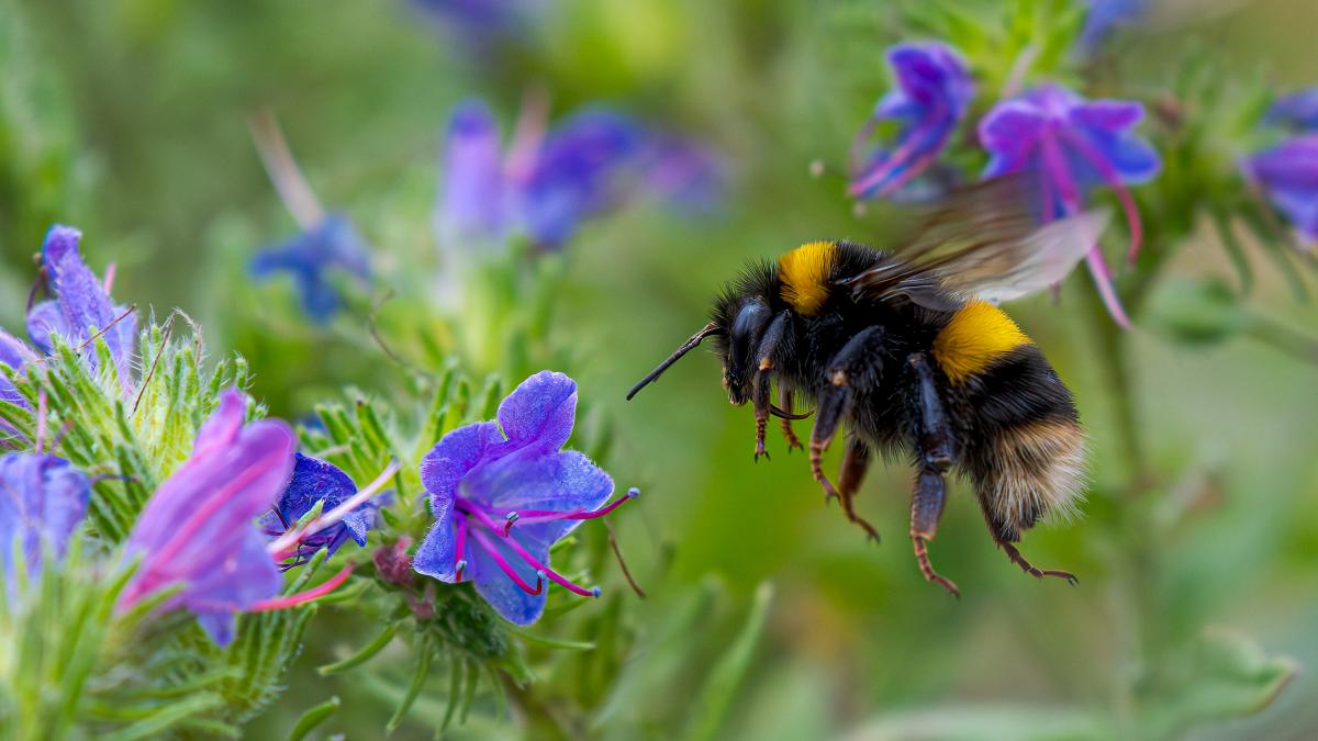 rezistenta la conditii de mediu extreme reginele albinelor supravietuiesc iernii respirand sub apa