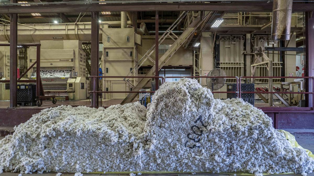 fabrica preelucrare bumbac