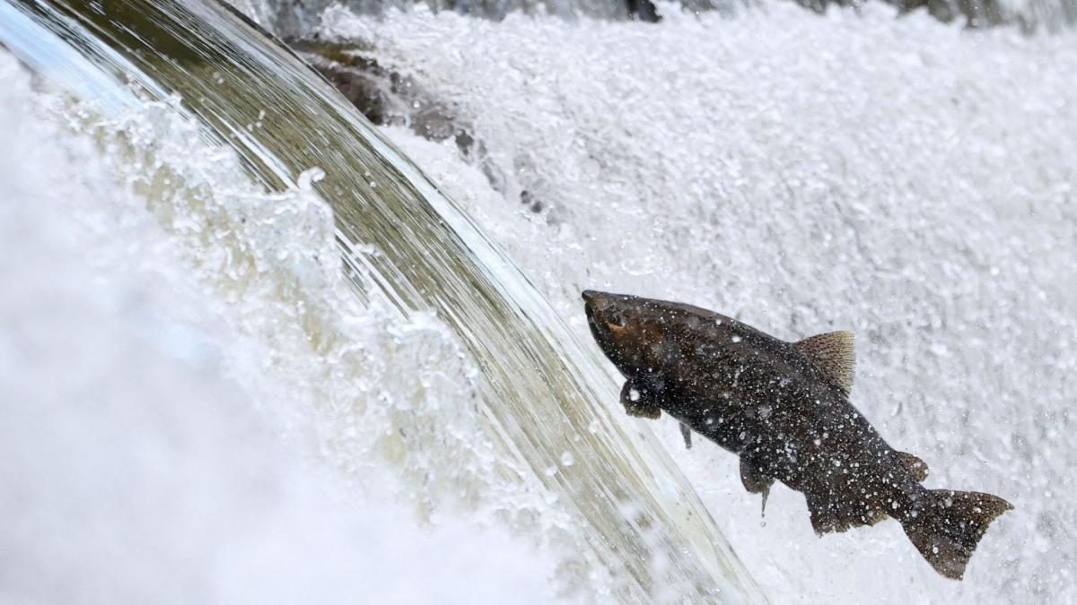 un somon intr-un rau