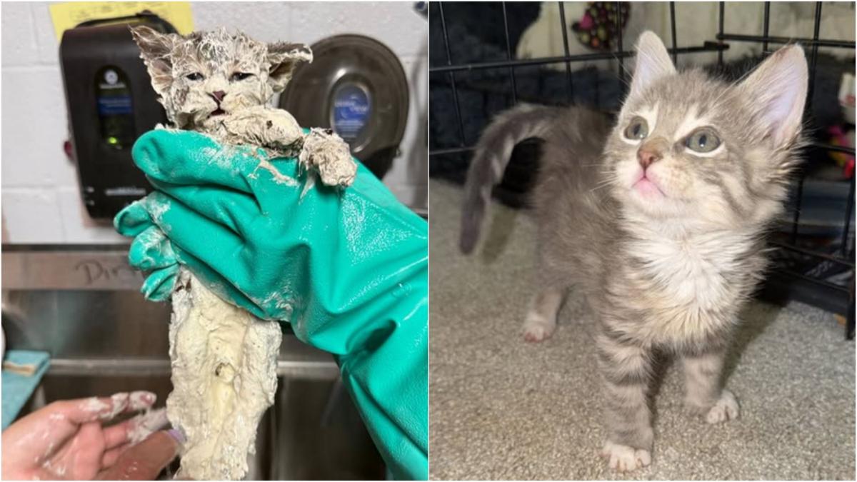 o pisicuta a cazut intr o galeata plina cu adeziv industrial a durat 4 ore ca sa fie salvata iar solutia gasita este una neasteptata