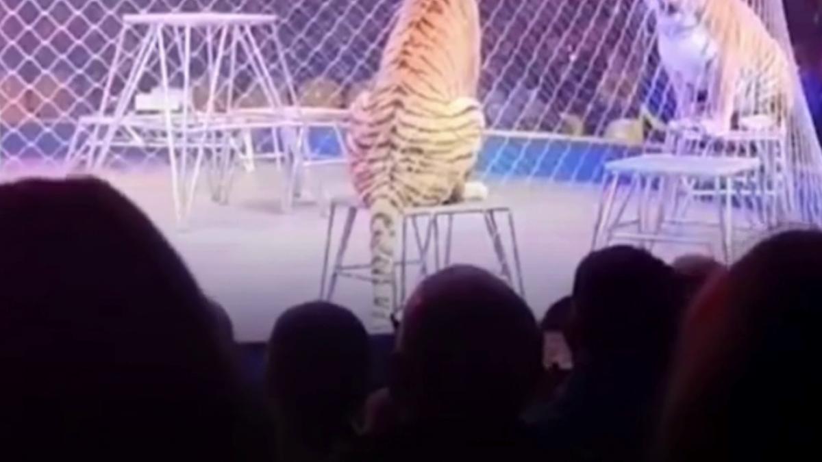 panica la un circ din rusia un tigru a sarit intre spectatori dupa ce plasa de siguranta a arenei s a rupt