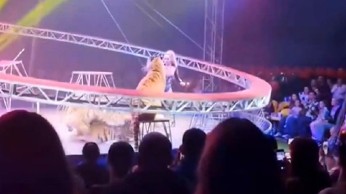 video panica la un circ din rusia un tigru a sarit intre spectatori dupa ce plasa de siguranta a arenei s a rupt