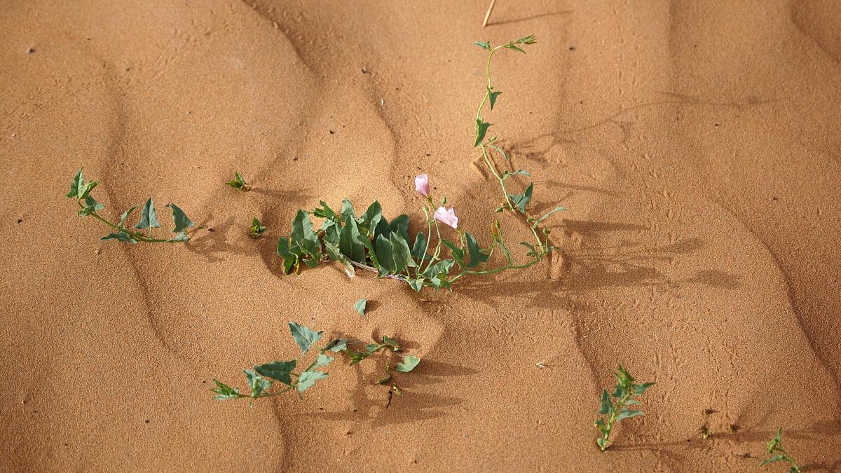 planta care creste in nisip