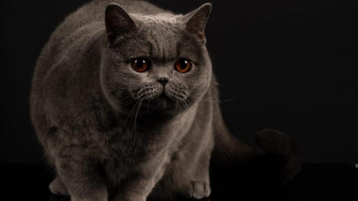 kira kiralina pisicuta supranumita ursoaica din bucovina tocmai a fost desemnata cea mai frumoasa din europa