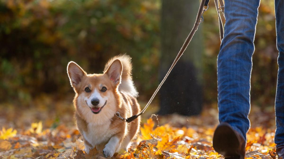 caine scos la plimbare