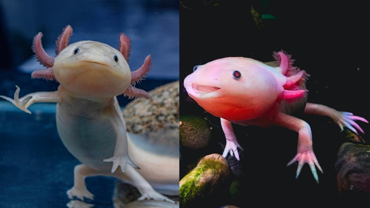 axolotl mexican specie pe cale de disparitie amfinbieni salamandra